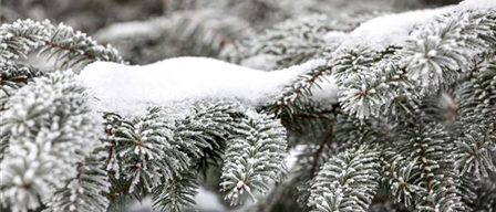 Abies nordmanniana