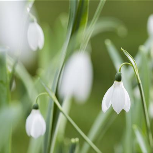 Schneeglöckchen im Schnee