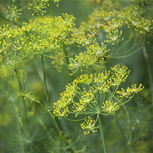 Dill: frische Kräuter im Garten selbst säen