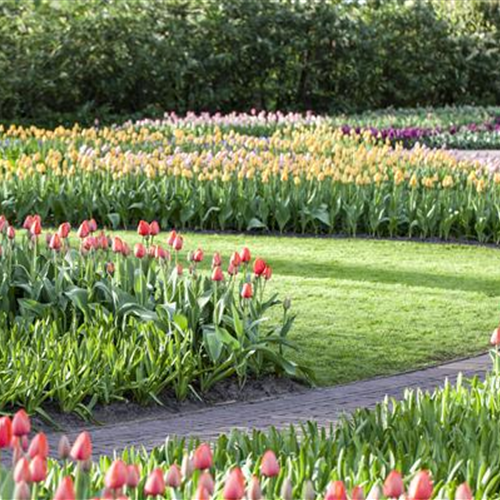 Blumenzwiebelzauber im Frühjahr