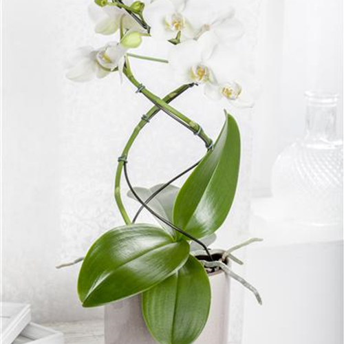 Orchideenstäbe