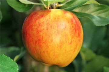 Obstbaum pflanzen: Apfel nach Apfel?