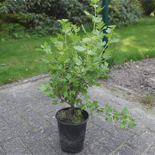 Stachelbeere - Einpflanzen im Garten