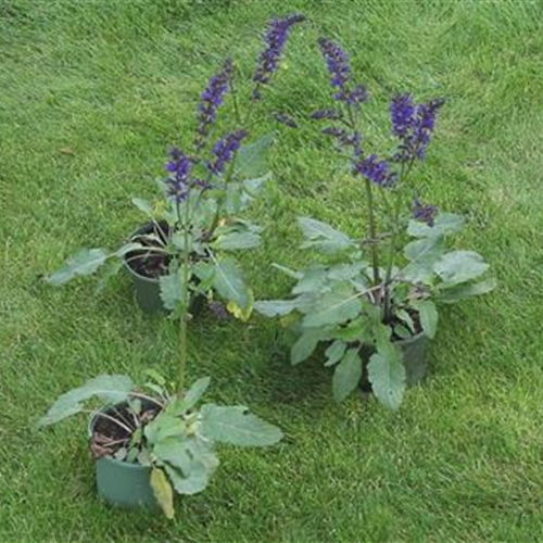 Salbei - Einpflanzen im Garten