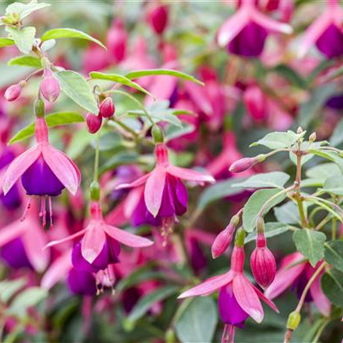 Fuchsien als Blickfang