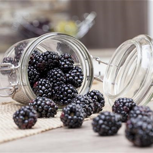 Obst im Kübel: Brombeeren