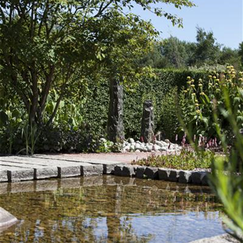 Der Wassergarten 