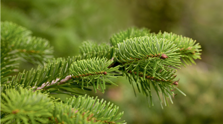 Abies nordmanniana