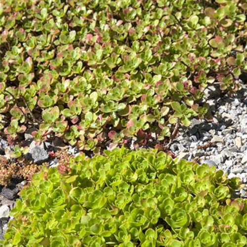 Sedum: Pflanze für schwierige Ecken