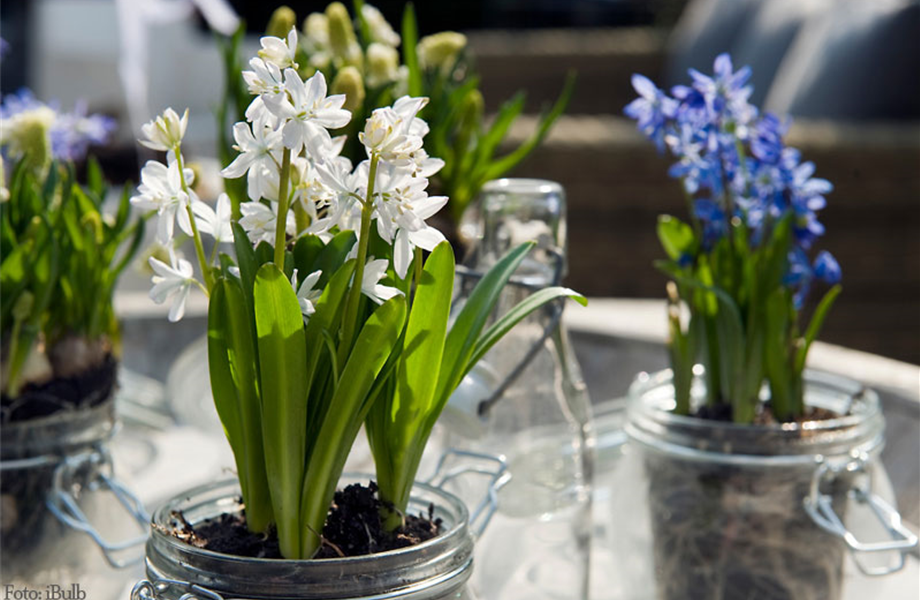 Blüten im Glas