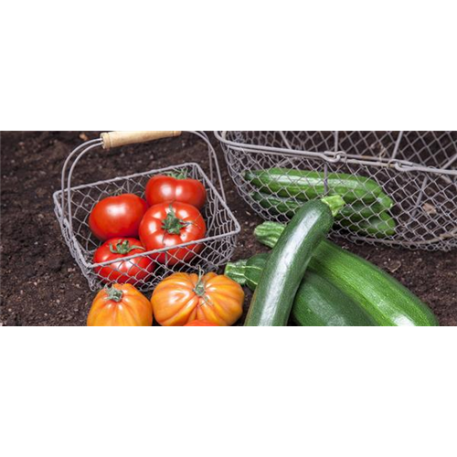 Erste Schritte in Richtung Gemüsegarten