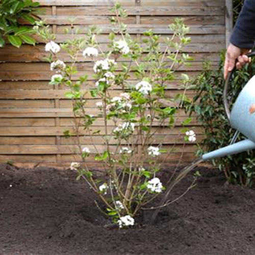 Osterschneeball - Einpflanzen im Garten