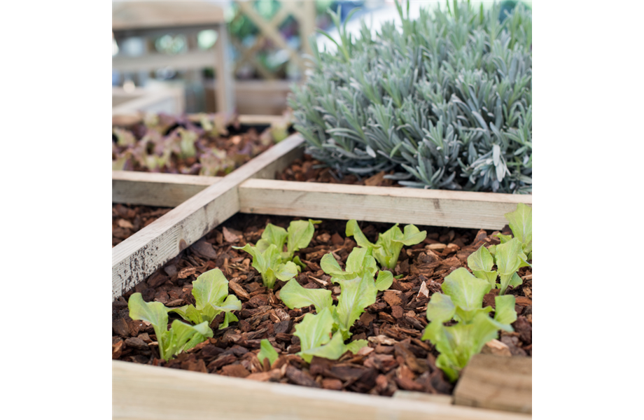 Erste Schritte in Richtung Gemüsegarten